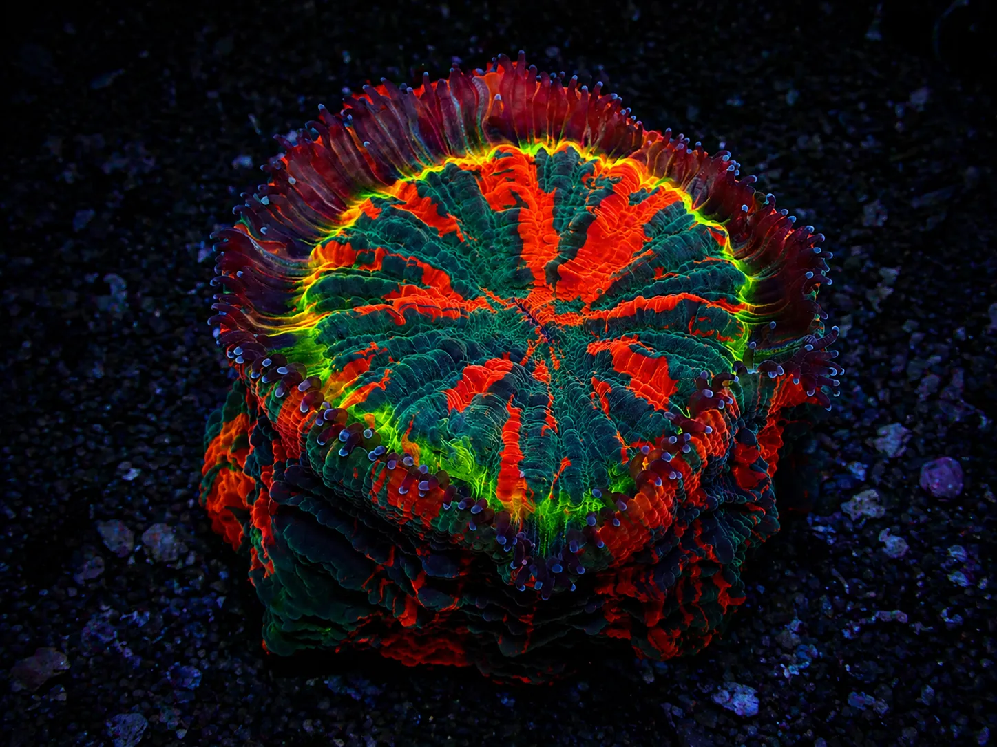 Premium coral