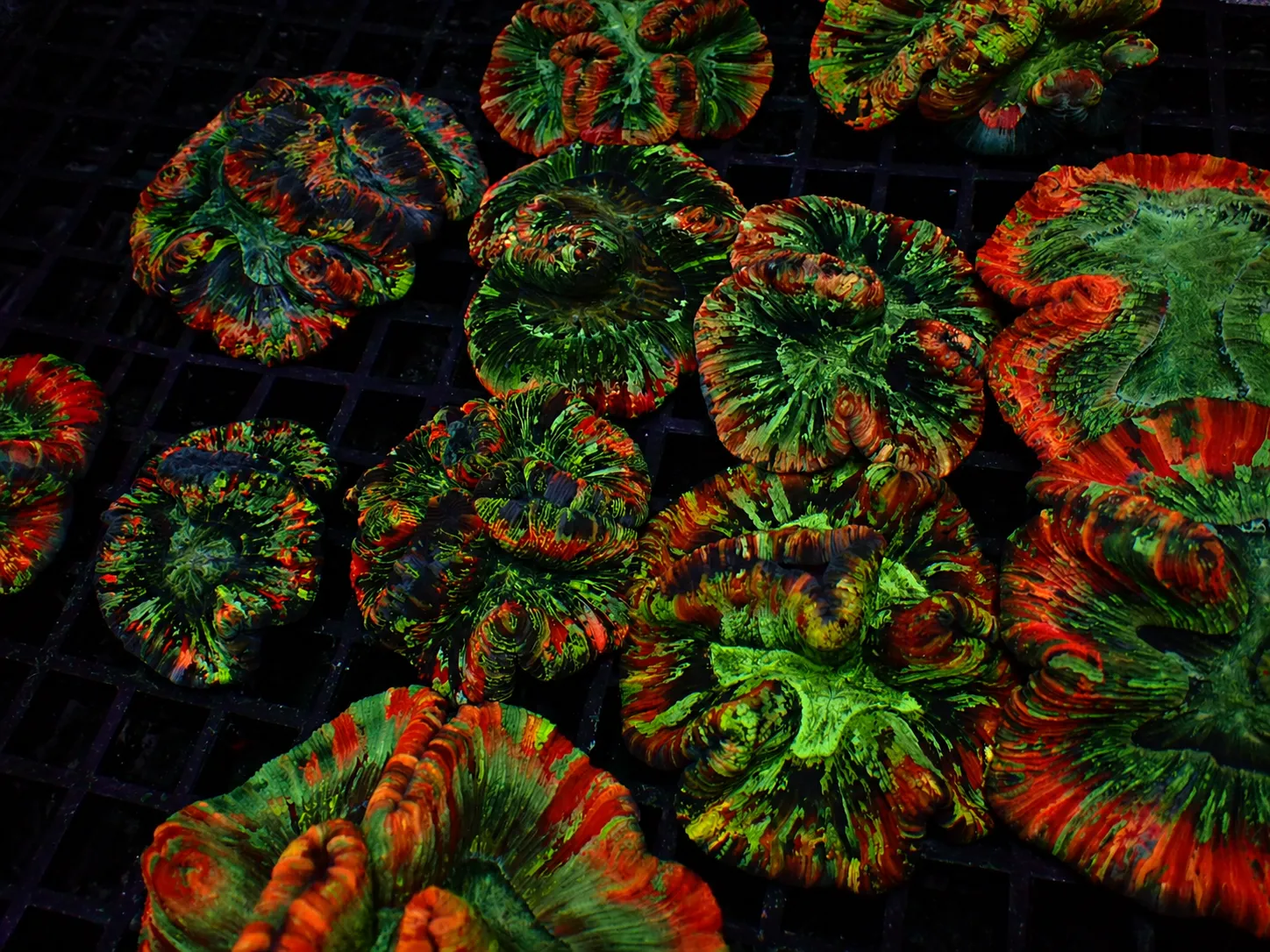 Premium coral