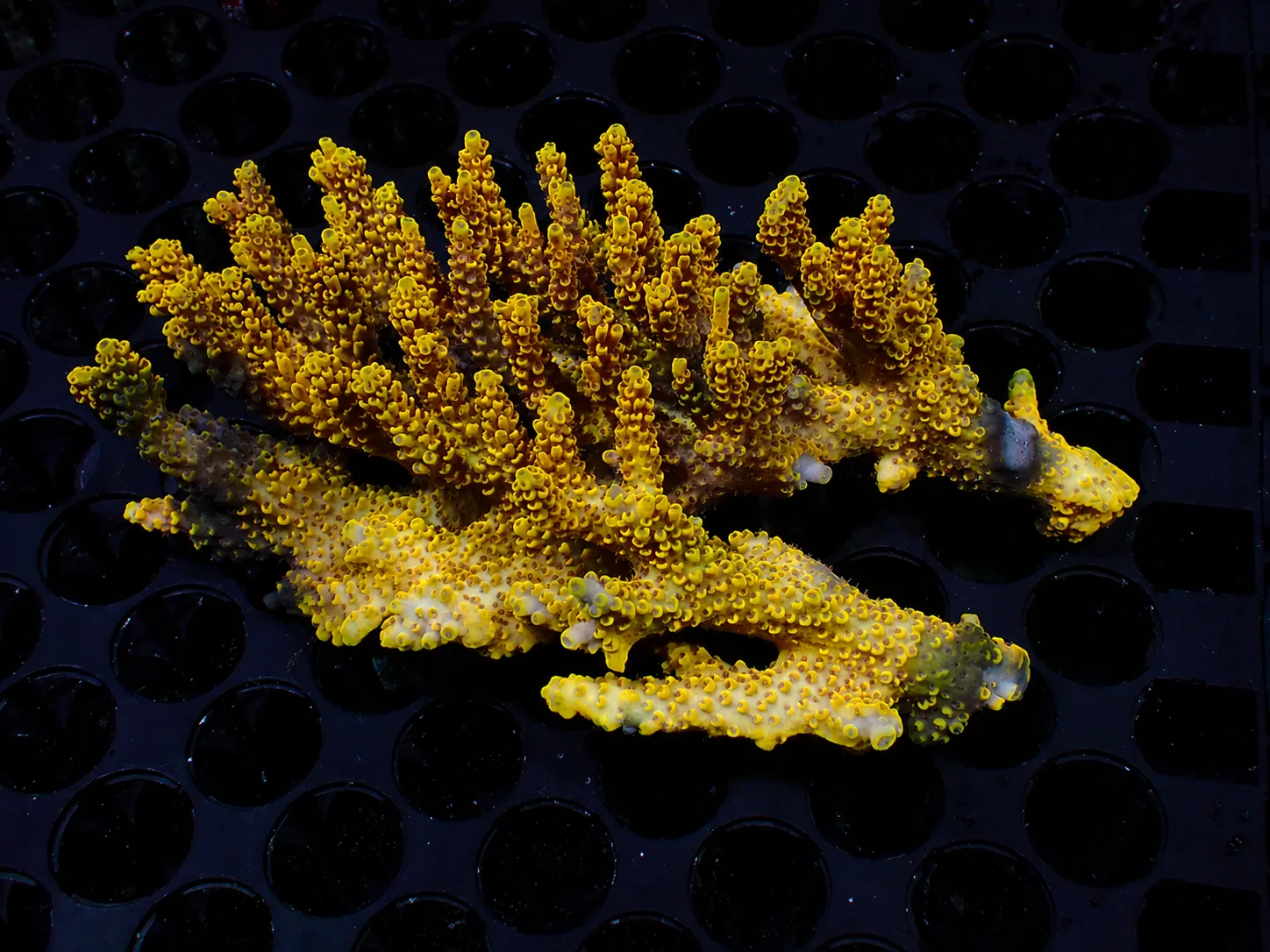 Premium coral