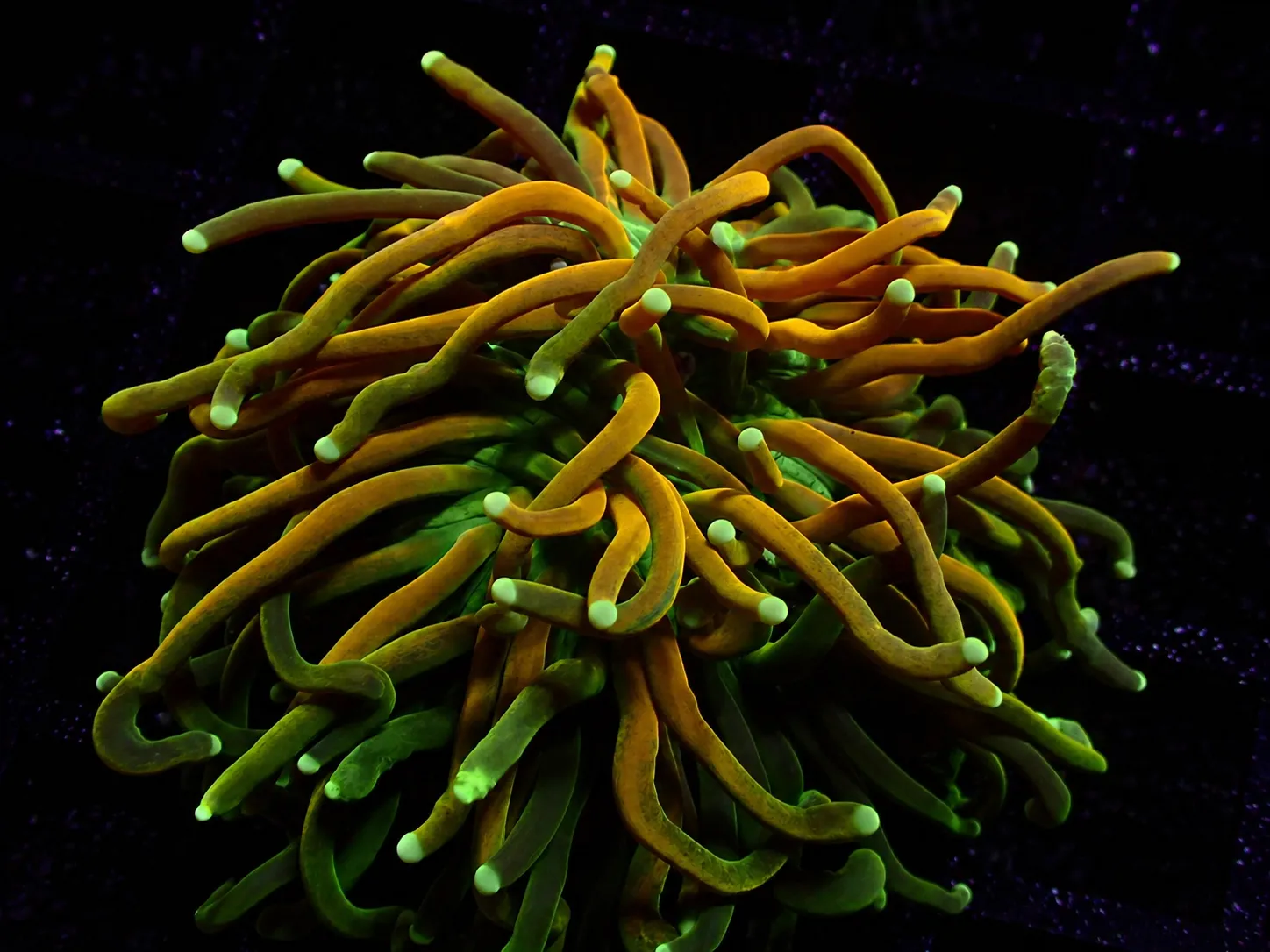 Premium coral