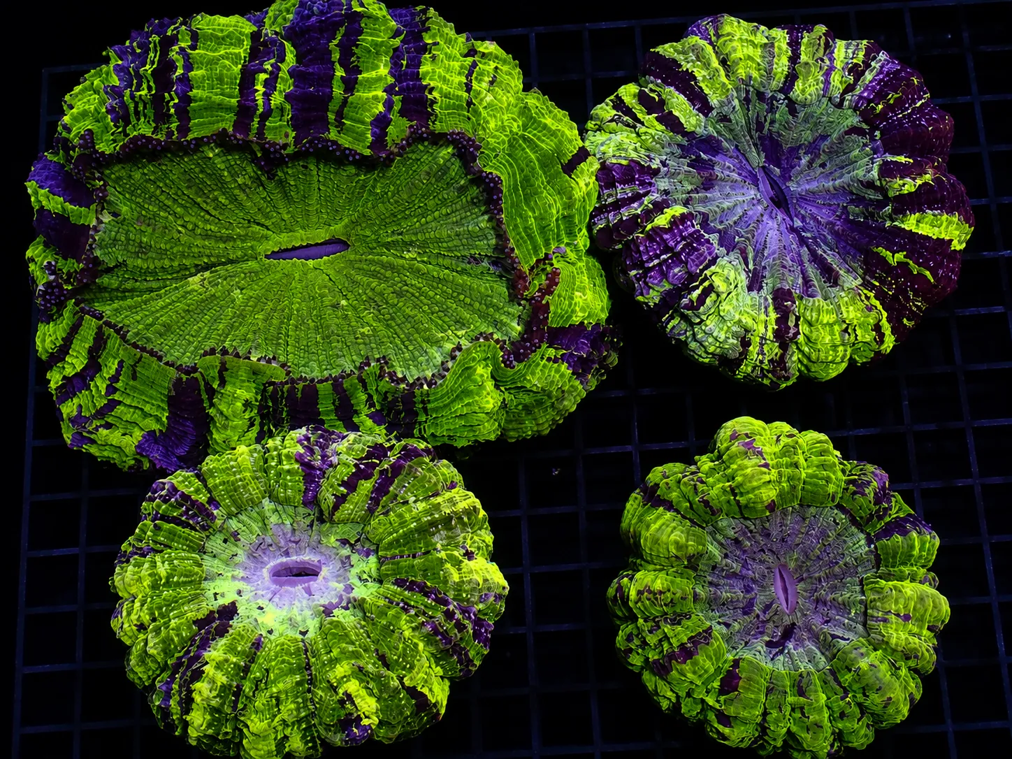 Premium coral