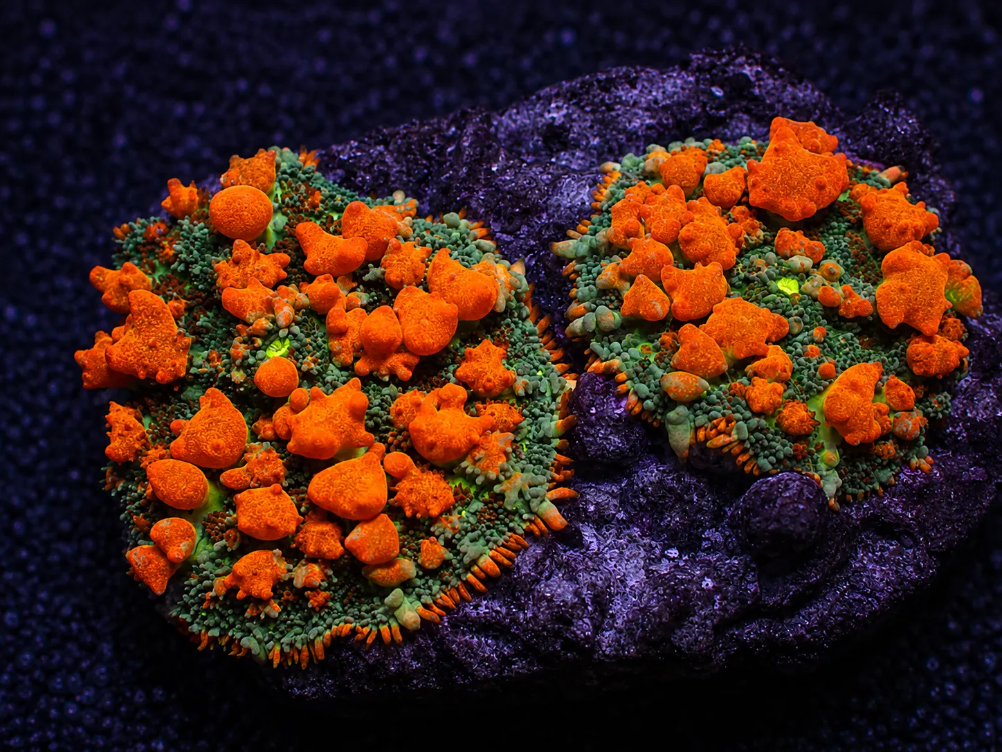 Premium coral