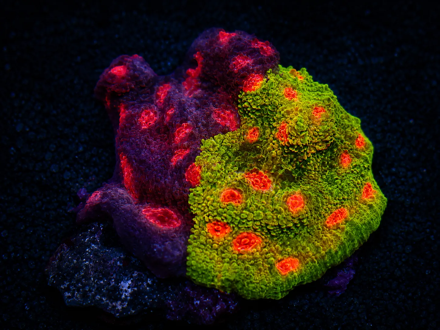 Premium coral