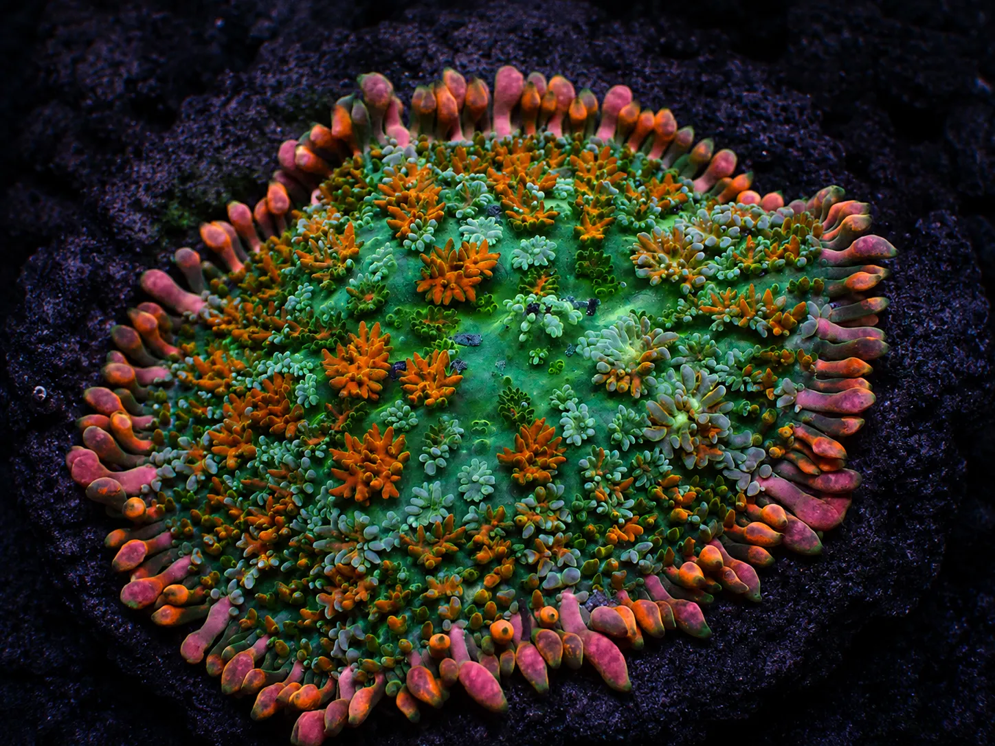 Premium coral