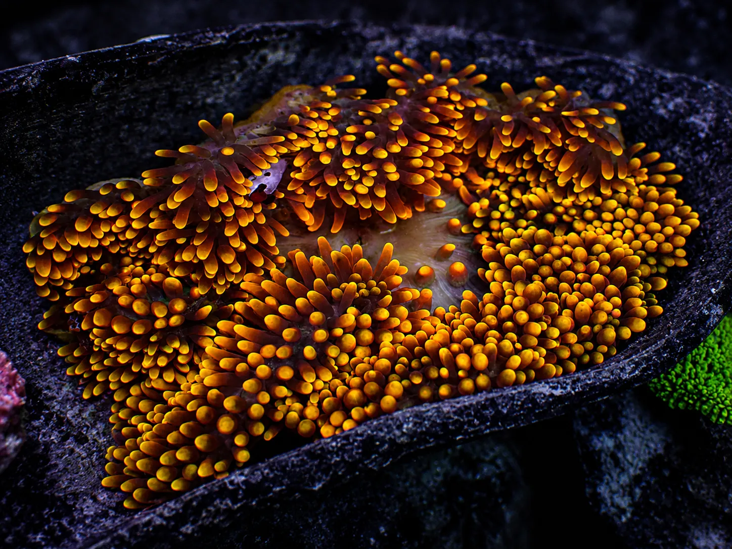 Premium coral