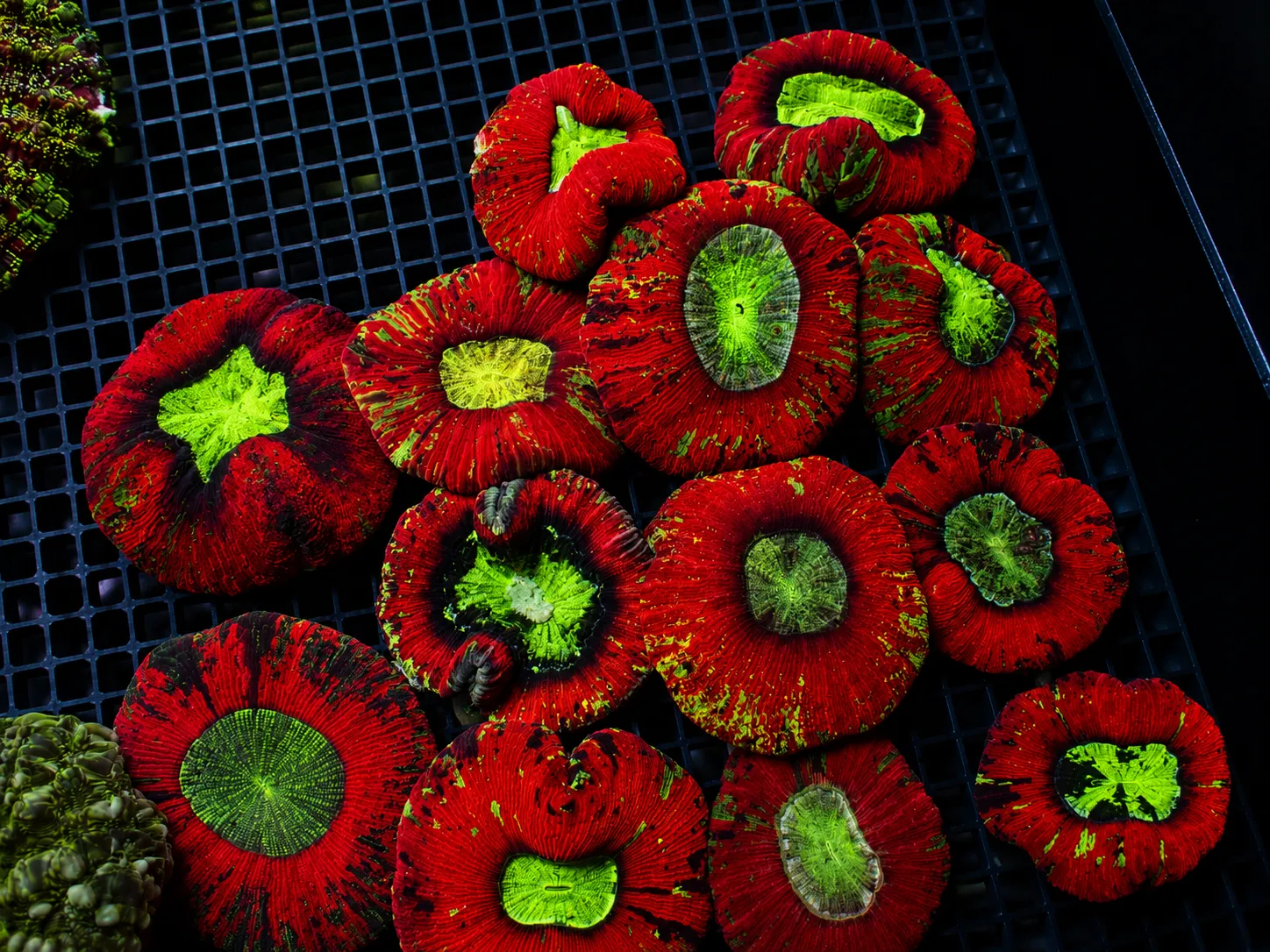 Premium coral