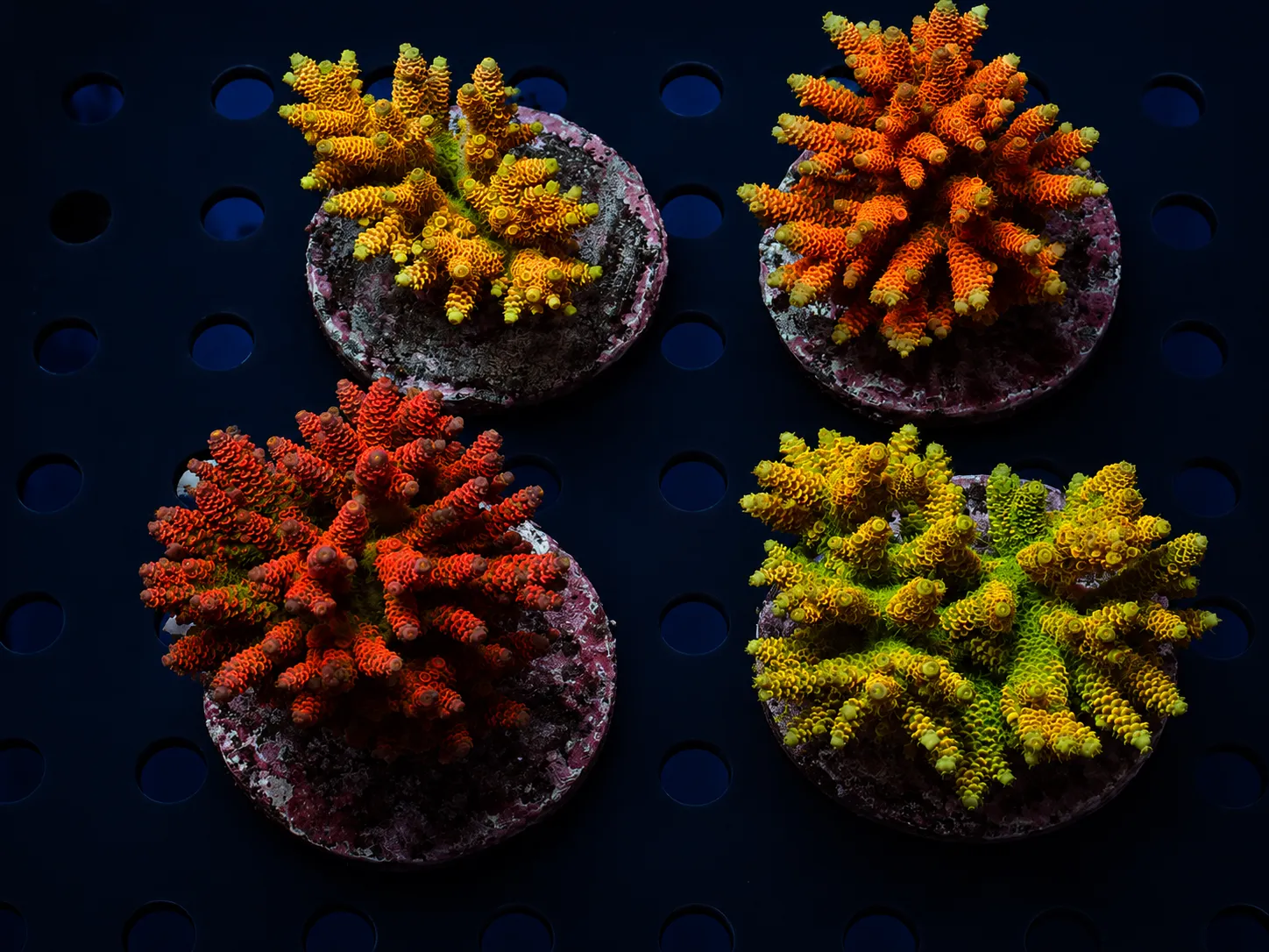 Premium coral