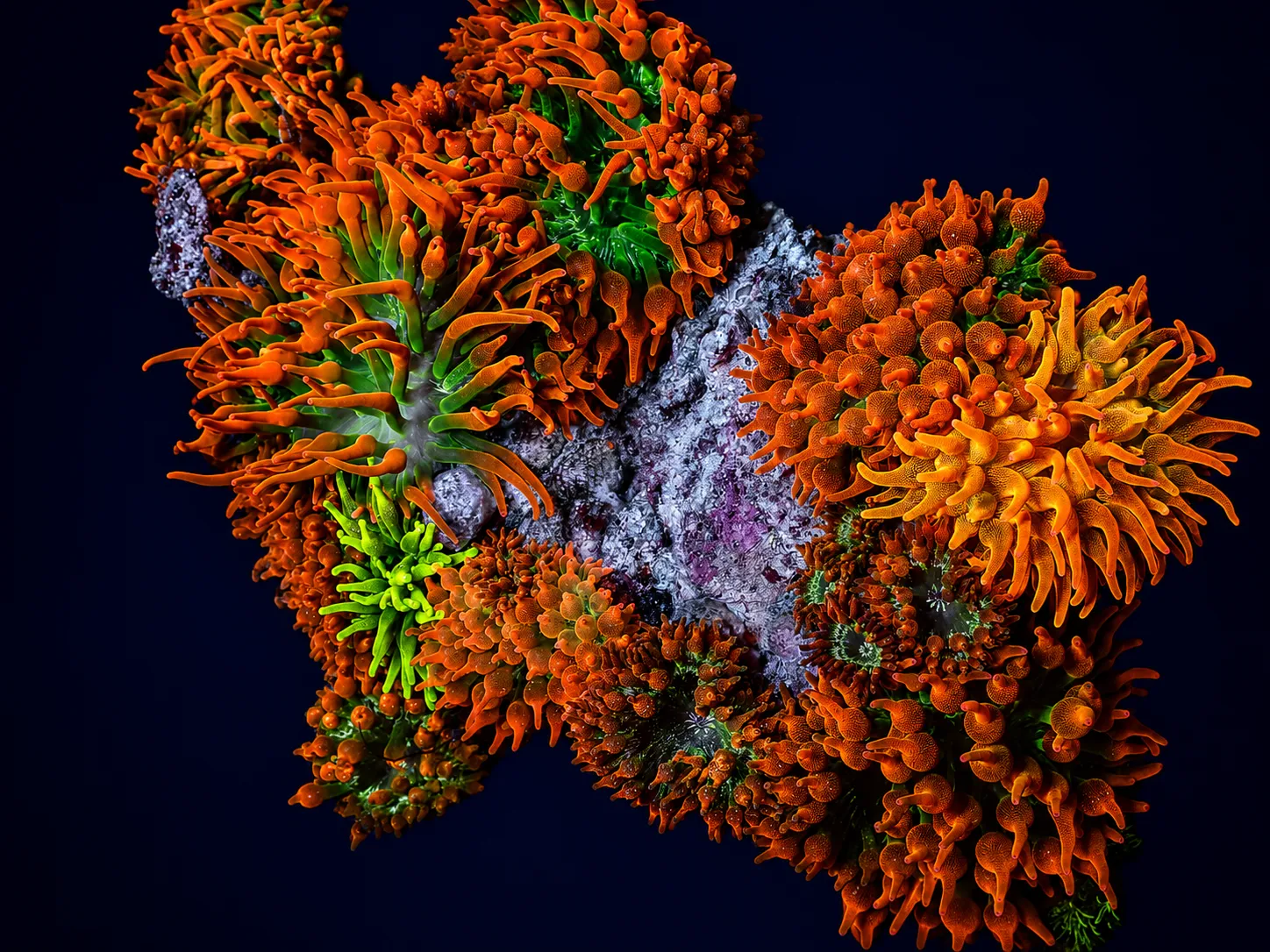 Premium coral