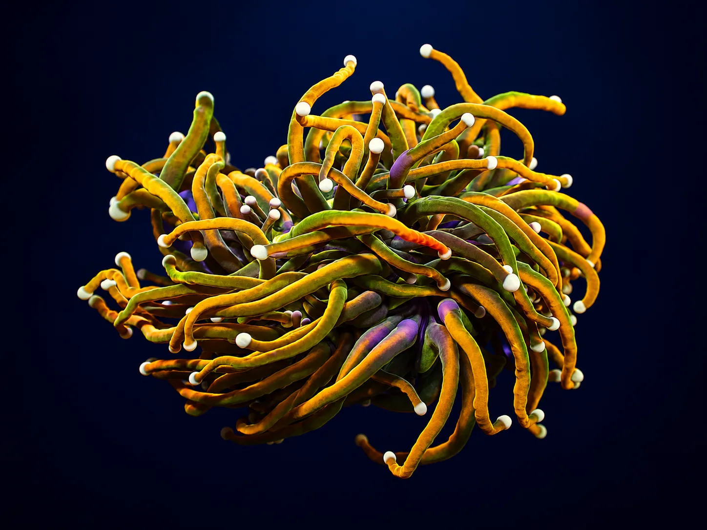 Premium coral