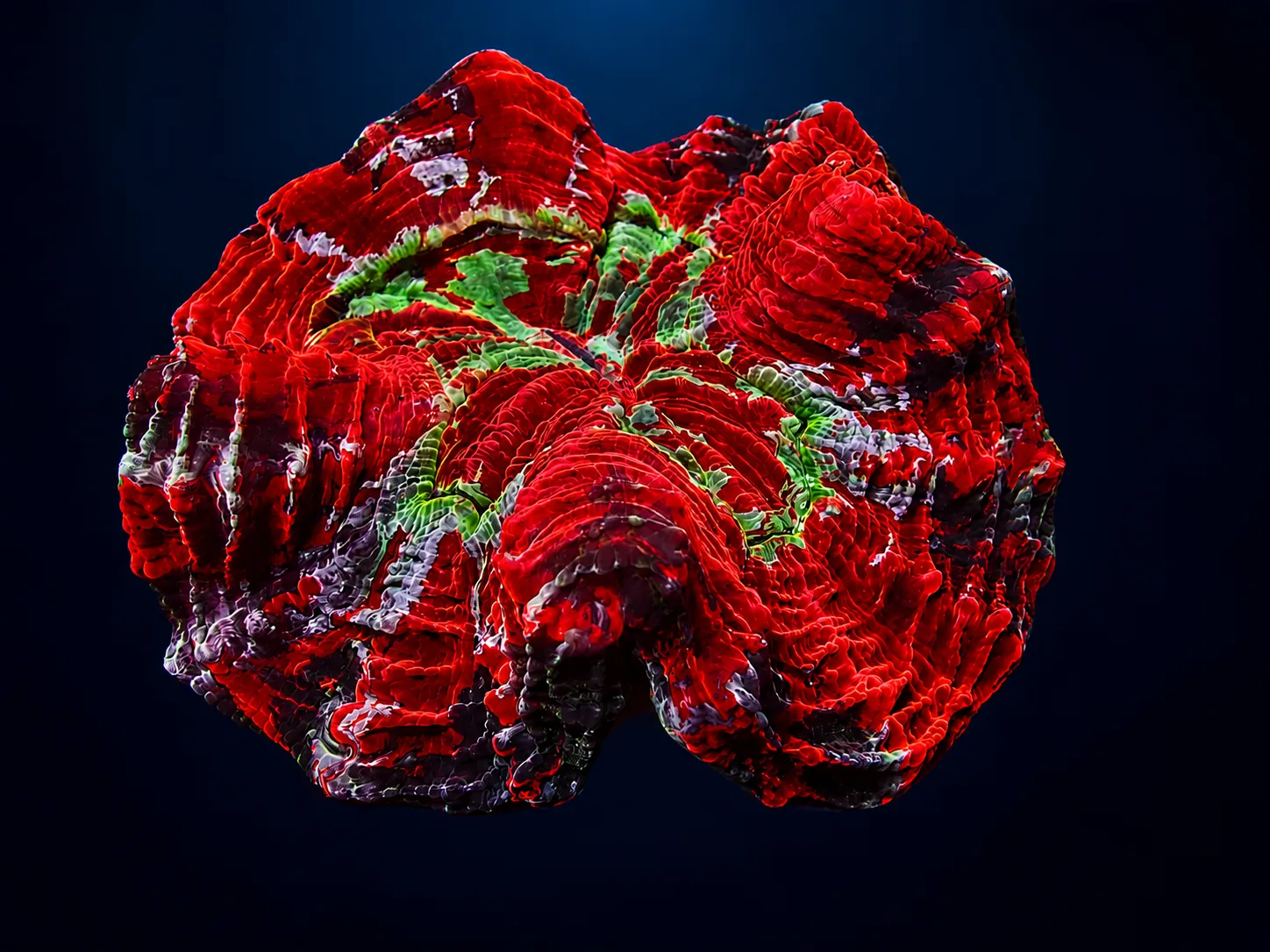 Premium coral