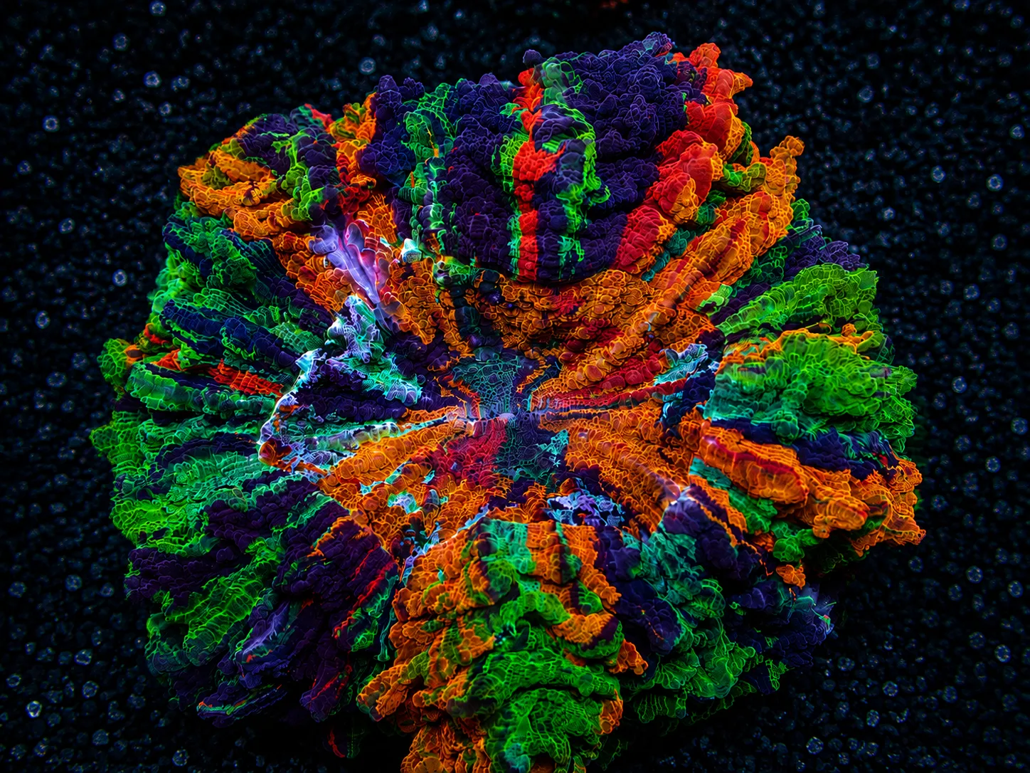 Premium coral