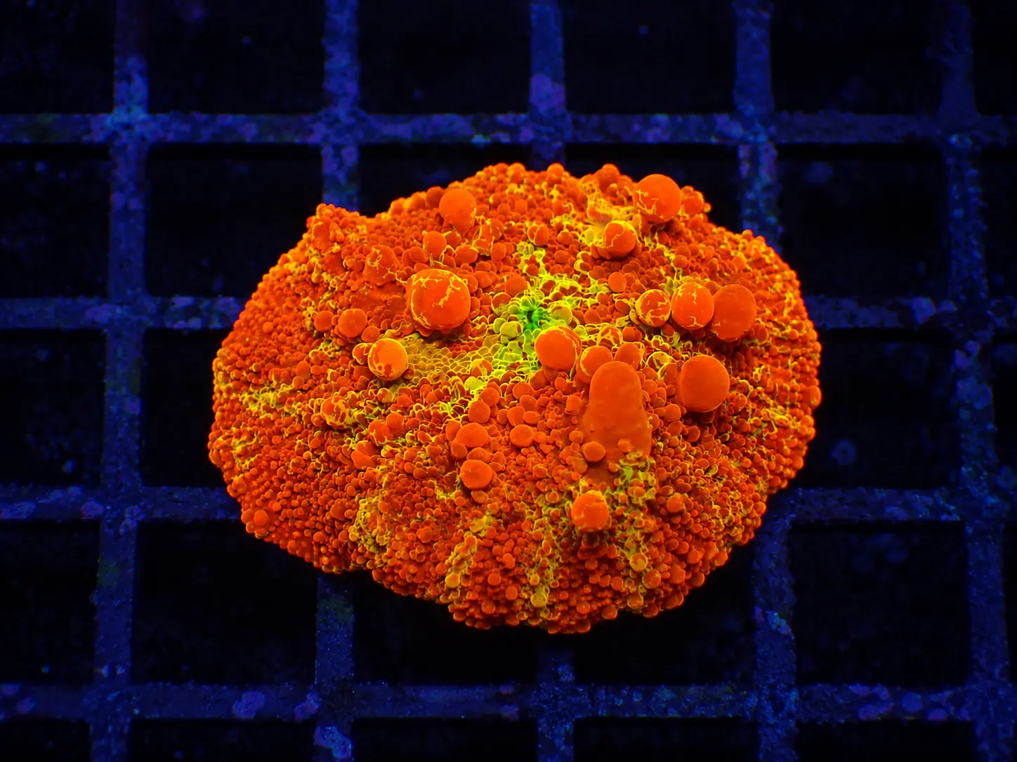 Premium coral