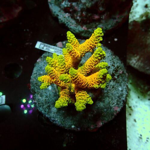 a-02 Mastergrade — WYSIWYG