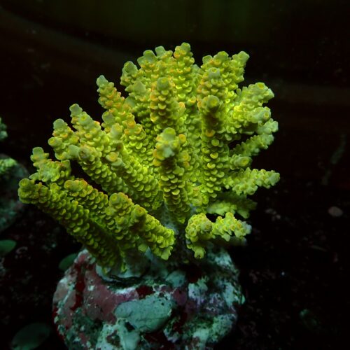 a-08 Mastergrade — WYSIWYG
