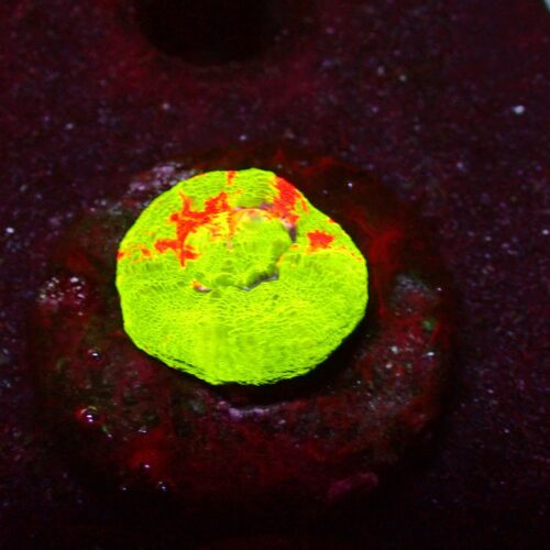 a-100 Bleeding Apple — WYSIWYG