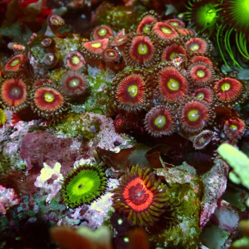 a-139 Rainbow Mix — WYSIWYG