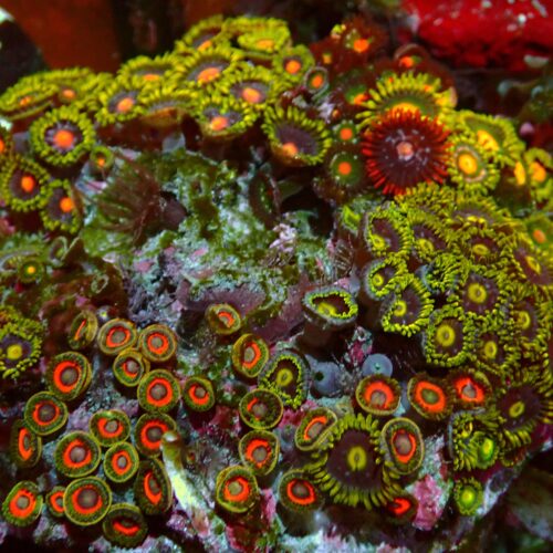 a-140 Rainbow Mix — WYSIWYG