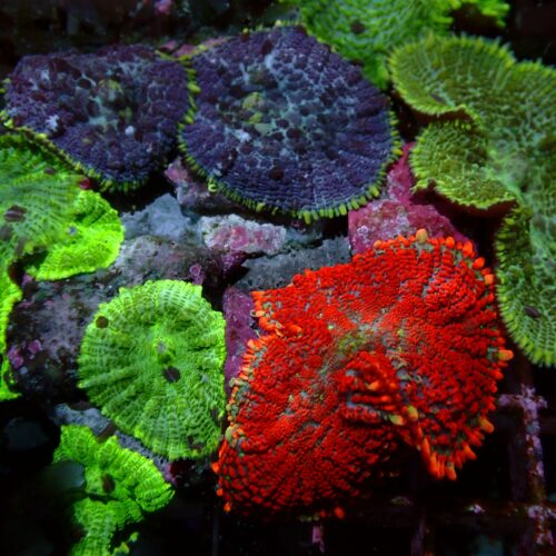 a-142 Multi Garden — WYSIWYG