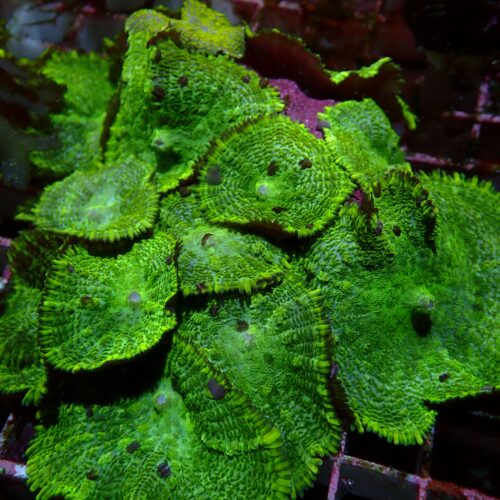 a-143 Toxic Green — WYSIWYG