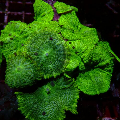 a-144 Toxic Green — WYSIWYG