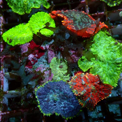 a-147 Multi Garden — WYSIWYG