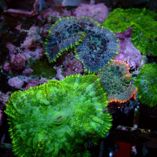 a-148 Multi Garden — WYSIWYG