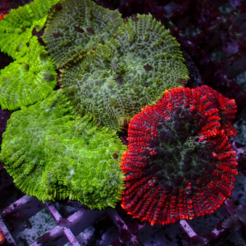 a-149 Multi Garden — WYSIWYG