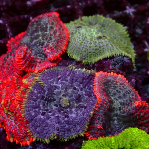 a-150 Multi Garden — WYSIWYG