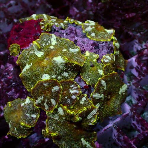 a-153 Ultra Discosoma — WYSIWYG