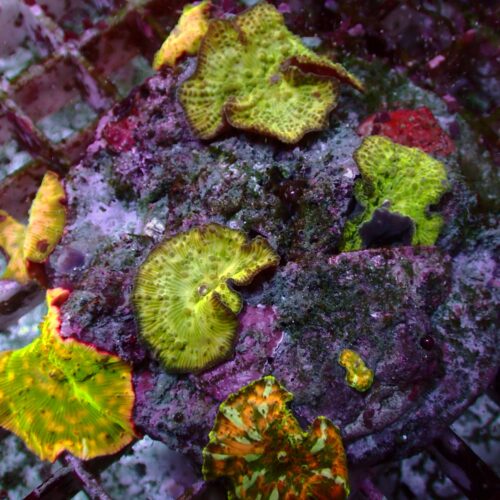 a-154 Ultra Discosoma — WYSIWYG