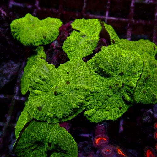 a-155 Toxic Green — WYSIWYG