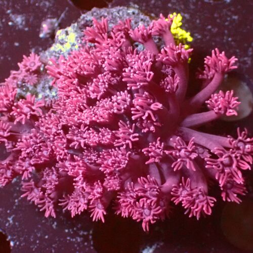 a-157 Pink — WYSIWYG