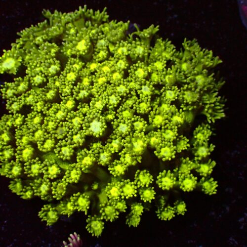 a-158 Green — WYSIWYG