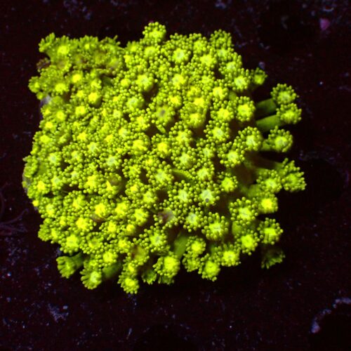 a-159 Green — WYSIWYG