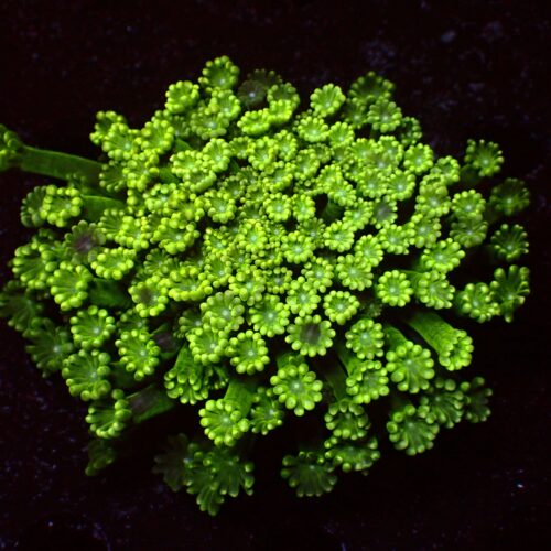 a-163 Green — WYSIWYG