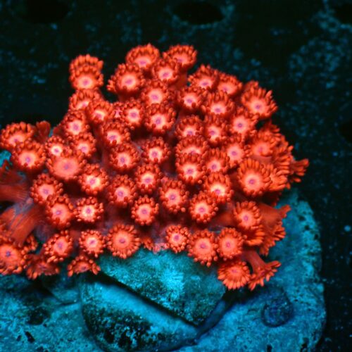 a-166 Red — WYSIWYG