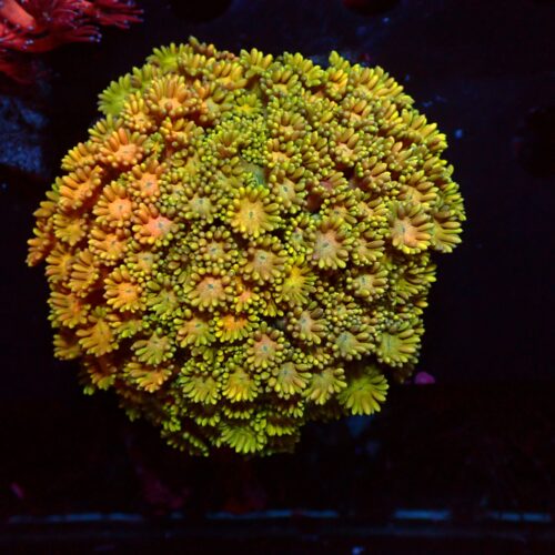 a-181 Multicolor — WYSIWYG