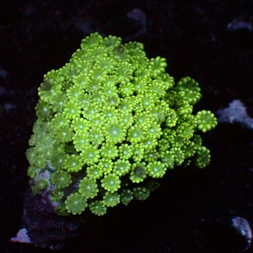 a-192 Green Alveo — WYSIWYG