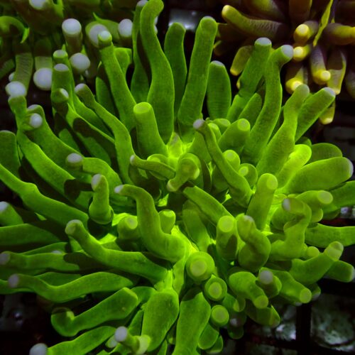 a-27 Toxic Heliofungia — WYSIWYG