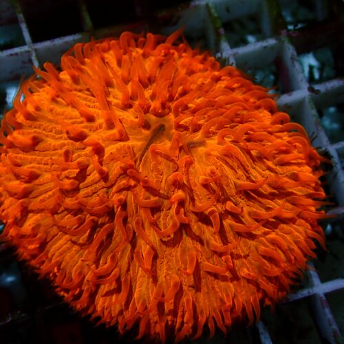 a-30 Orange Fungia — WYSIWYG
