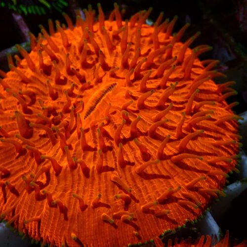 a-31 Orange Fungia — WYSIWYG