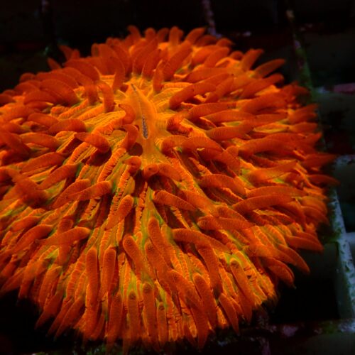 a-32 Rainbow Fungia — WYSIWYG