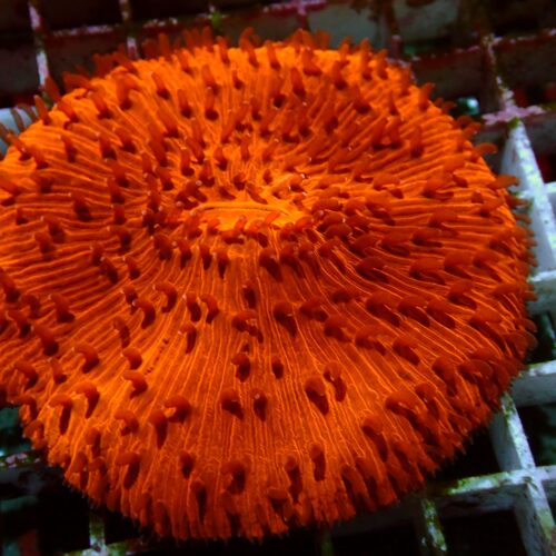 a-33 Orange Fungia — WYSIWYG