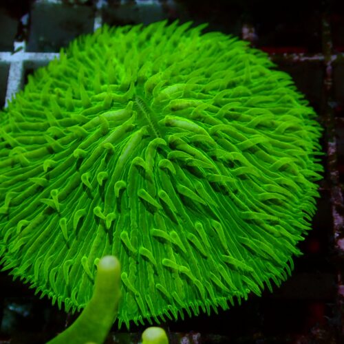 a-34 Toxic Fungia — WYSIWYG