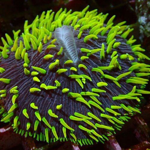 a-35 Ultra Fungia — WYSIWYG