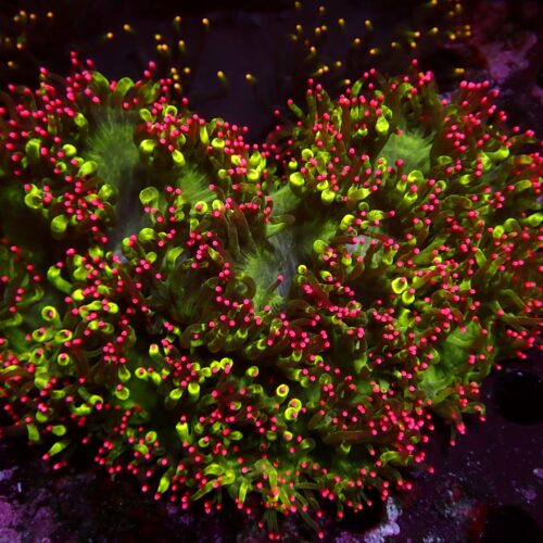 a-37 Pink Tips Catlaphyllia — WYSIWYG