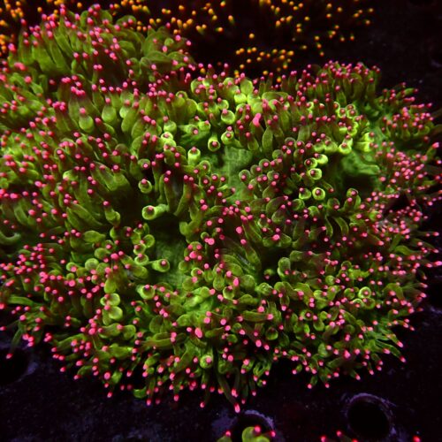 a-42 Pink Tips Catlaphyllia — WYSIWYG