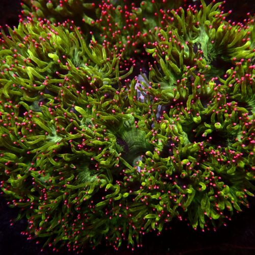 a-44 Pink Tips Catlaphyllia — WYSIWYG