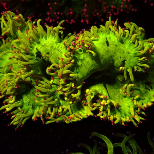 a-45 Chernobyl Style Catlaphyllia — WYSIWYG