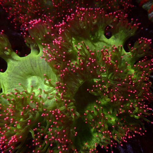 a-46 Pink Tips Catlaphyllia — WYSIWYG